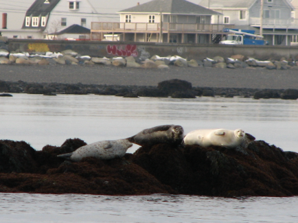 #4 - seals 2007-02-22.png