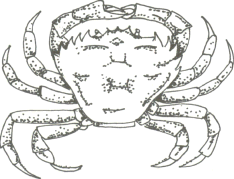 crab drawing 5 teeth 1111.png