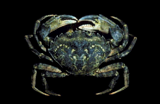 c maenas color 2.png
