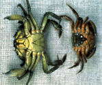 c maenas male and female.jpg