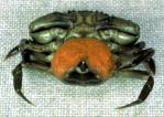 c maens berried female.jpg