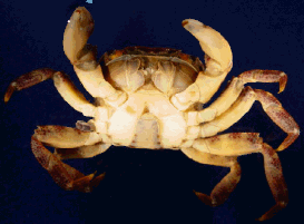 a hemi male1.png
