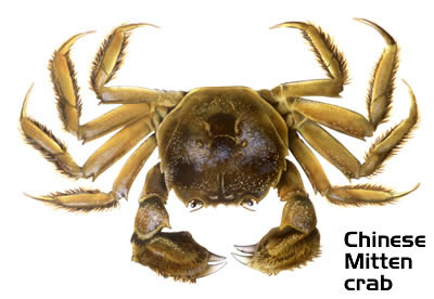 chinese-mitten-crab-large_www.starfish.govt.nz.jpg